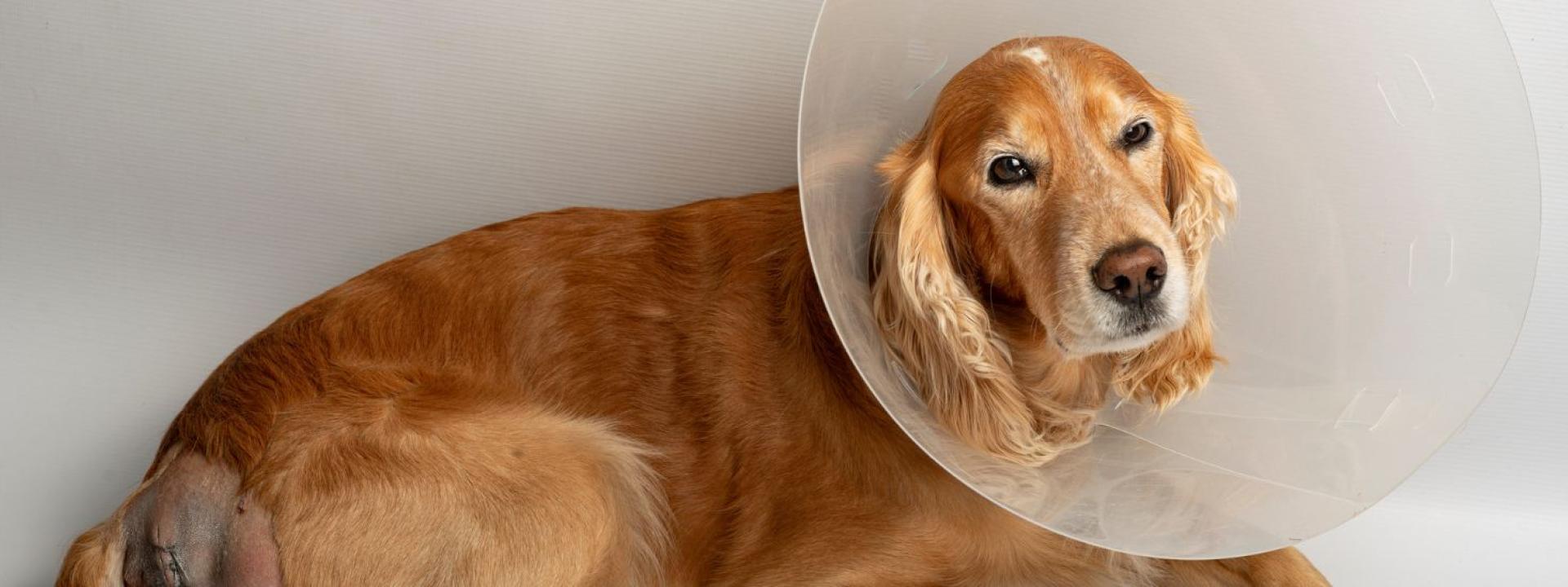 dog in cone